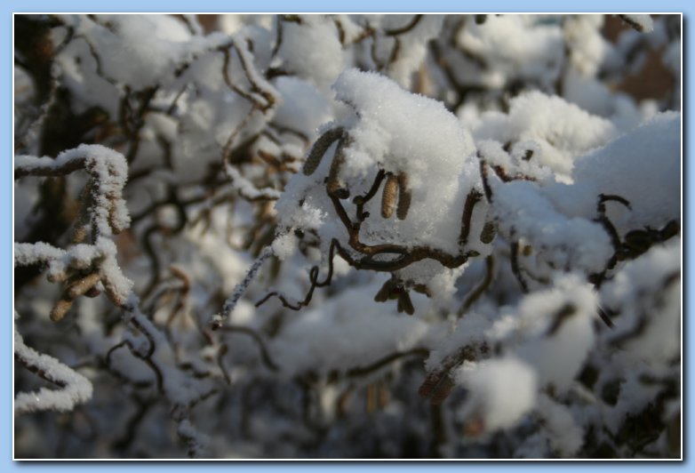 Arnhem Snow 156